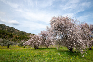 Almond trees bloom in spring against blue sky.