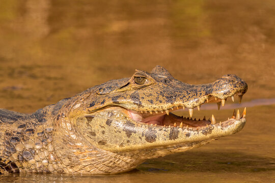 Brazil, Pantanal. Jacare caiman reptile in water.