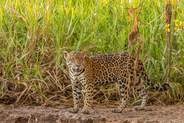 Brazil, Pantanal. Close-up of jaguar.