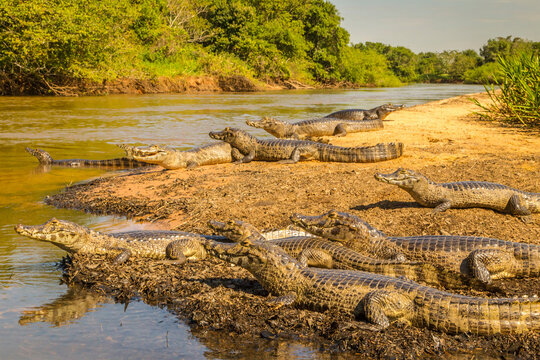 Brazil, Pantanal. Group of jacare caiman reptiles and river.