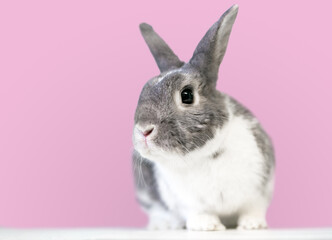 A cute gray and white Dwarf mixed breed pet rabbit in front of a pink background