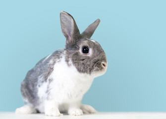 A cute gray and white Dwarf mixed breed pet rabbit in front of a blue background