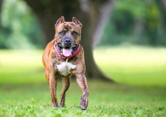 A brindle Pit Bull Terrier mixed breed dog with cropped ears walking toward the camera