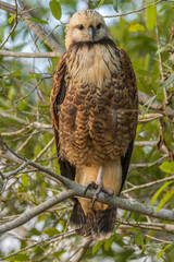 Brazil, Pantanal. Black-collared hawk in tree.