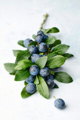 Sloes