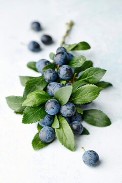 Sloe berries