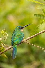 Brazil, Pantanal. Rufous-tailed jacamar bird on limb.