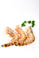 LANGOSTINO TIGRE, LANGOSTINO RAYADO