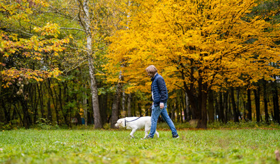 Fototapeta premium Retriever and and owner man are running in park. Golden leaves on trees. Fabuluos autumn. Best friend forever concept.