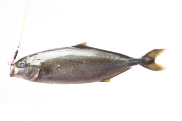 KAMPACHI