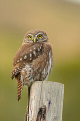 South America, Chile, Patagonia, Torres del Paine National Park. Austral pygmy owl.