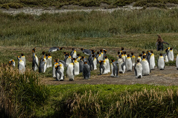 Fototapeta premium King Penguin colony, Useless Bay, Tierra del Fuego, Chile, Patagonia