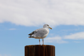 European herring gull (larus argentatus), standing on a pole, blue sky with white clouds
