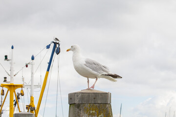 European herring gull (larus argentatus) standing on a pole in the harbor, fishing trawler in the background