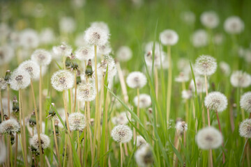 White fluffy blooming dandelions. Dandelion on a background of green spring meadow. Copy space. Wildflowers in spring