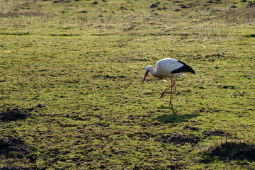 white stork in the grass