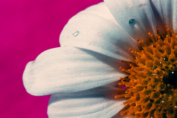 close-up chamomile flower. pop-art colors.