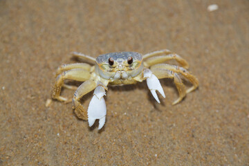 crab on the beach