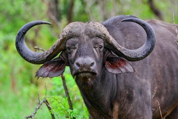 Cape Buffalo taken in the wilderness of Kruger National Park, South Africa