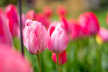 Tulpe in Beet mit Wassertropfen