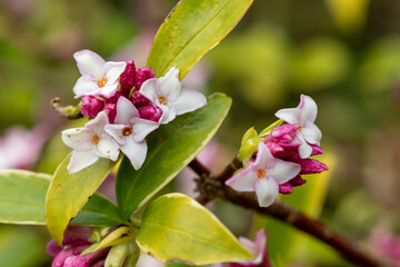 Macro shot of perfume princess Daphne flowers in bloom