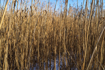 Dry reed stems (Phragmites australis) as background.