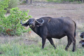 Cape Buffalo taken in the wilderness of Kruger National Park, South Africa