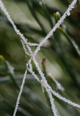ice crystals on a spider's web in winter 