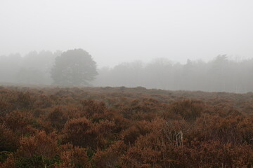 Buitencentrum Schoorlse Duinen, Wildlife sanctuary near Bergen an Zee, The Netherlands