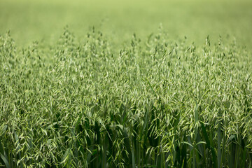 Green ears of oats on the field