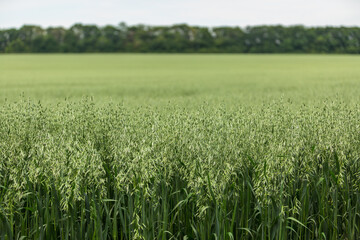 Green ears of oats on the field