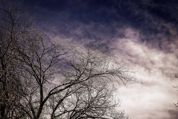 Obraz na płótnie Canvas Trees and Blue Sky