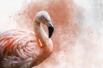 Portrait of a Flamingo, watercolor painting. Red flamingo (Phoenicopterus ruber), zoological illustration, hand drawing.