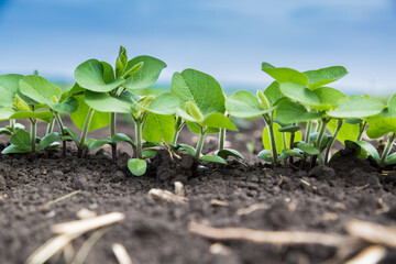 Fresh green soy plants on the field in spring. Rows of young soybean plants 