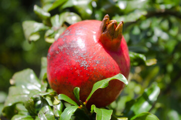 Pomegranate fruit found in southern Brazil