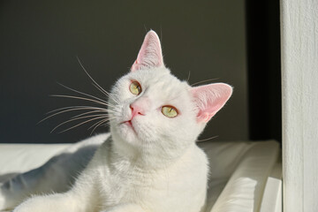 Floki the cute white cat