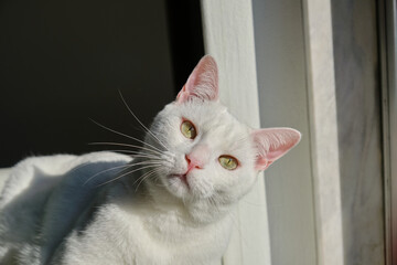 Floki the cute white cat