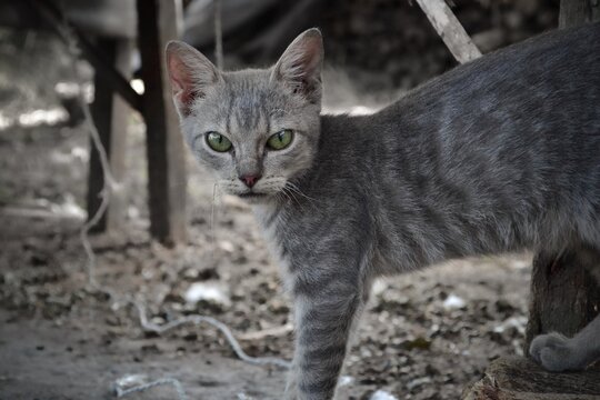 Gato gris con mirada de enojo