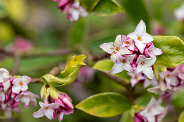 Macro shot of perfume princess Daphne flowers in bloom