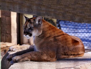 The cougar (Puma concolor)captive animal in Zoo, is american native animal,known as...
