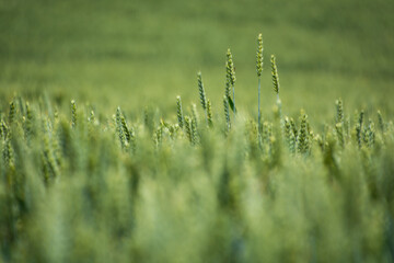 Zielone kłosy zbóż na polu. - obrazy, fototapety, plakaty