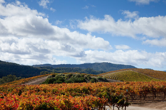 Romantic autumn in the vineyard with rolling hills, big blue sky and puffy clouds