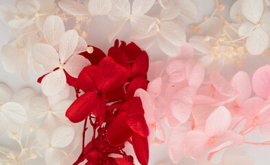 Flowers composition. Pattern made of hydrangea flowers different colors on white background. Beautiful spring, summer background. Flat lay,banner format.