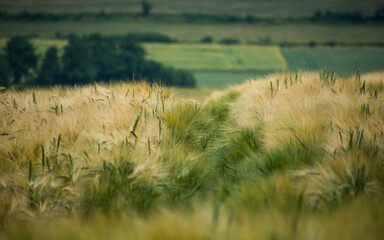Krajobraz, pola, złote i zielone kłosy zbóż