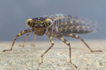Dragonfly larva staring at the lens
