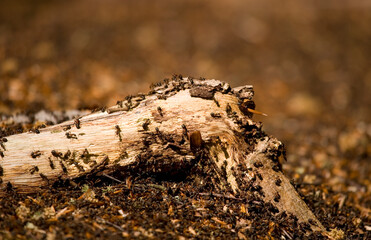 Wood Ant