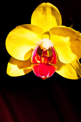 front view, close up, macro, of a yellow blooming orchid, with a black background
