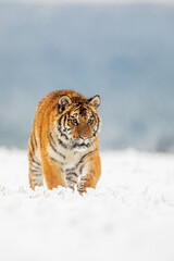 young male Siberian tiger (Panthera tigris tigris) beautiful portrait in a snowy landscape
