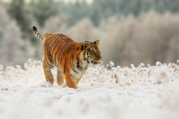 young male Siberian tiger (Panthera tigris tigris) in a snowy landscape