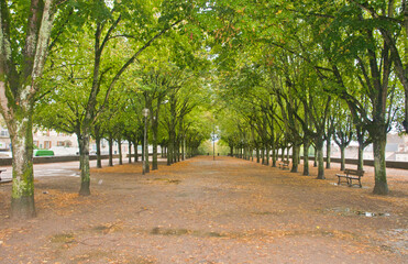 front view, far distance oft rows of trees creating lateral boarders of a French park in Avelion, afters a windy fall rainstorm tree